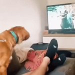 Dog's Reaction To Television | image tagged in gifs,dog's reaction to television | made w/ Imgflip video-to-gif maker