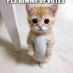 Pls Gimme Upvotes | PLS GIMME UPVOTES | image tagged in memes,cute cat,funny,upvotes,cute,please | made w/ Imgflip meme maker