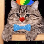 Clown Cat