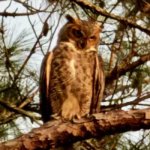 Great horned owl, I saw today. Story later...