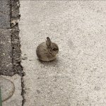 smol bun