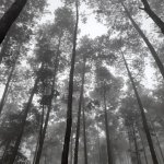 Trees.
