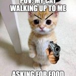 macho gato | POV: MY CAT WALKING UP TO ME; ASKING FOR FOOD | image tagged in memes,cute cat,el macho,gato | made w/ Imgflip meme maker