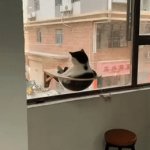 Top Cat | The King; Surveys His Kingdom | image tagged in gifs,cat,wholesome,happy,peaceful,funny | made w/ Imgflip video-to-gif maker