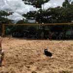 Winning...Doggy Style! | No 4th person? Your dog will do just fine! | image tagged in gifs,volleyball,fun,skills,winning,dog | made w/ Imgflip video-to-gif maker