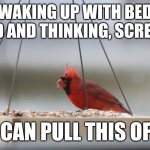 Bed Head | WAKING UP WITH BED HEAD AND THINKING, SCREW IT; I CAN PULL THIS OFF | image tagged in bed head,cardinals,feathers,funny memes,meme,birds | made w/ Imgflip meme maker