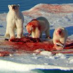 polar bears dining