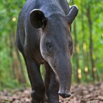 tapir