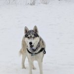 Husky in Snow