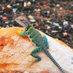 collared lizard