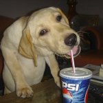 Dog sipping on straw