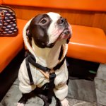 Willow & Ruger dog apparel