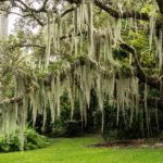 An example of some of my favorite trees back home. Spanish moss