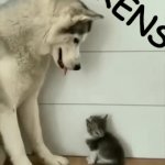 Dog and Cat Friends | FRENS | image tagged in gifs,animals,love,friends,relatable memes,animal instinct | made w/ Imgflip video-to-gif maker