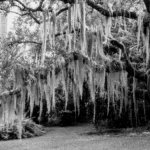 Spanish moss trees and visiting family in b & w.