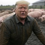 Donald Trump wallowing in mud Pigs