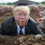 Donald Trump wallowing in mud Pigs