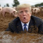 Donald Trump wallowing in mud Pigs