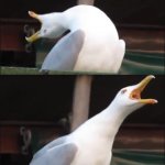 seagul meme