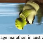 idk wat to type | average marathon in australia: | image tagged in gifs,funny,memes | made w/ Imgflip video-to-gif maker