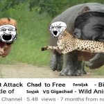 Soyjak vs gigachad wildlife nature