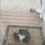 Cat hates open door