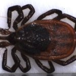 Cold Weather Kills Ticks