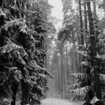 Wintergreen. x