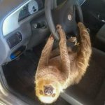 Drive-Thru Sloth