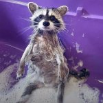 Racoon Shower