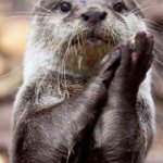 Otter clapping