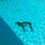 Deer in pool