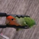 bird held in tongs