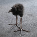 Long legged bird