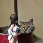 cat looks at figurine