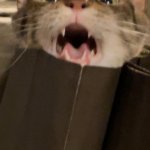 My cat