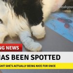 cat has been spotted meme