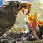 Mother Daddy Bird feeding baby babies nest