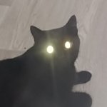 cat demon