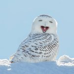 Happy owl