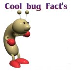 Cool Bug Fact’s