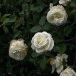 White Roses.