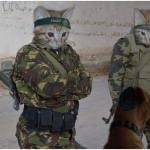 Soldier cats meme