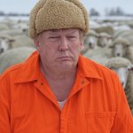 Donald Trump sheeple sheep sheepskin hat orange jumpsuit