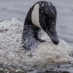 Canada Goose