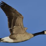 America Goose