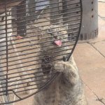 Cat in behind bars