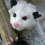 Opossum meme