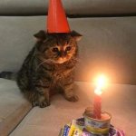 Cat Celebrating Birthday