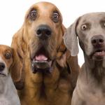 Dogs Surprised